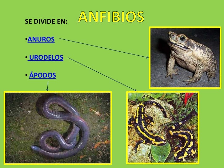 Risultati immagini per Ápodos Urodelos Anuros