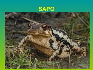 SAPO 