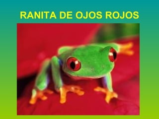 RANITA DE OJOS ROJOS 