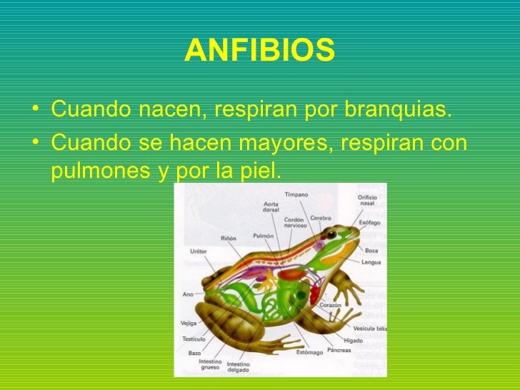 Anfibios