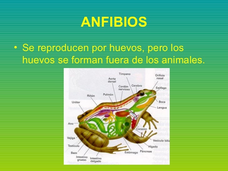 Anfibios Anfibios
