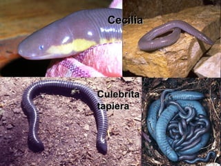 Cecilia Culebrita tapiera 