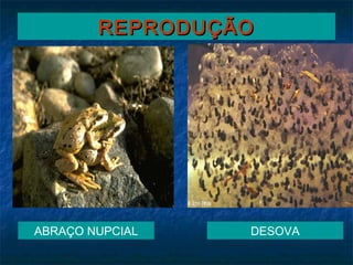 REPRODUÇÃO




ABRAÇO NUPCIAL   DESOVA
 