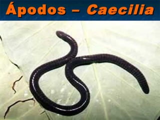Ápodos – Caecilia
       sp
 