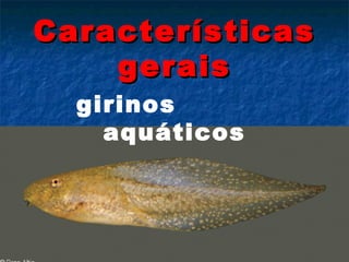 Características
    gerais
  girinos
    aquáticos
 