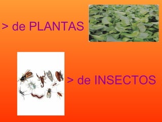 > de PLANTAS > de INSECTOS 