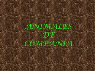 ANIMALES
   DE
COMPAÑÍA
 