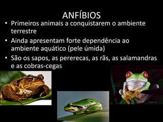 Anfibios | PPTX