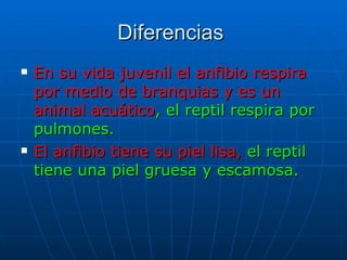 Diferencias  En su vida juvenil el anfibio respira por medio de branquias   y   es un animal acuático , el reptil respira por pulmones.  El anfibio tiene su piel lisa,  el reptil tiene una piel gruesa y escamosa.  