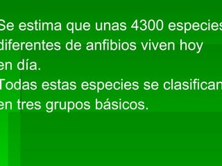 Se estima que unas 4300 especies  diferentes de anfibios viven hoy  en día.  Todas estas especies se clasifican  en tres grupos básicos.   