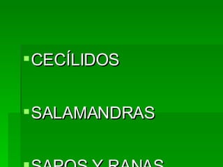 CECÍLIDOS SALAMANDRAS SAPOS Y RANAS 