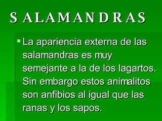 SALAMANDRAS La apariencia externa de las salamandras es muy semejante a la de los lagartos. Sin embargo estos animalitos son anfibios al igual que las ranas y los sapos.  