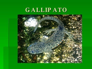 GALLIPATO 