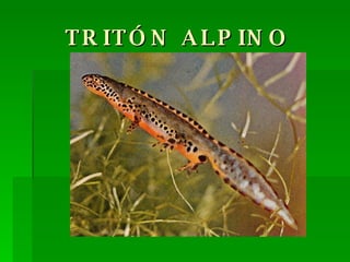 TRITÓN ALPINO 