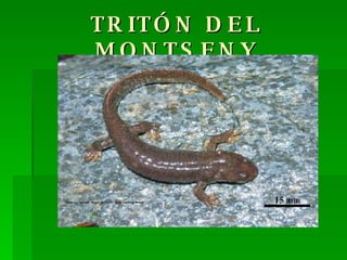 TRITÓN DEL MONTSENY 