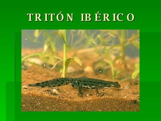 TRITÓN IBÉRICO 