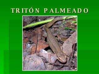 TRITÓN PALMEADO 