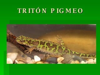 TRITÓN PIGMEO 