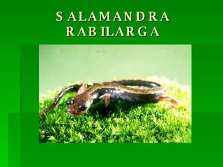 SALAMANDRA RABILARGA 