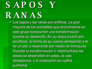 SAPOS Y RANAS Los sapos y las ranas son anfibios. La gran mayoría de los animalitos que encontramos en este grupo transcurren una transformación durante su desarrollo. En su etapa juvenil son acuáticos, la forma de su cuerpo semejando a la de un pez y respirando por medio de branquias. Durante la transformación o metamorfosis las aletas se desarrollan en patas, la cola desaparece, y la respiración se vuelve pulmonar.  