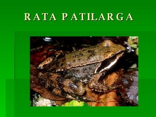 RATA PATILARGA 