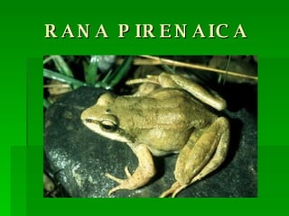 RANA PIRENAICA 