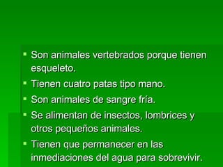 Son animales vertebrados porque tienen esqueleto. Tienen cuatro patas tipo mano. Son animales de sangre fría.  Se alimentan de insectos, lombrices y otros pequeños animales.  Tienen que permanecer en las inmediaciones del agua para sobrevivir. 