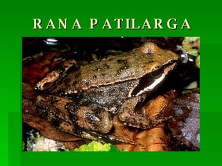 RANA PATILARGA 