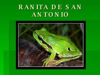 RANITA DE SAN ANTONIO 