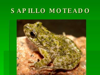 SAPILLO MOTEADO 