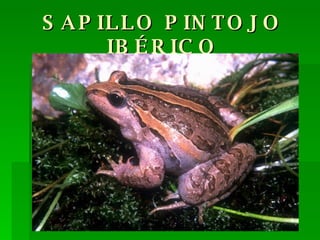 SAPILLO PINTOJO IBÉRICO 