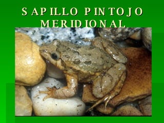 SAPILLO PINTOJO MERIDIONAL 