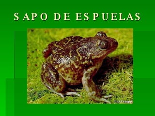 SAPO DE ESPUELAS 