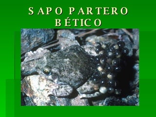 SAPO PARTERO BÉTICO 