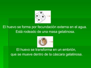 El huevo se forma por fecundación externa en el agua.  Está rodeado de una masa gelatinosa. El huevo se transforma en un embrión,  que se mueve dentro de la cáscara gelatinosa. 