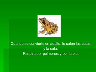 Cuando se convierte en adulto, le salen las patas  y la cola.  Respira por pulmones y por la piel. 