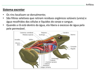 Anfíbios
Sistema excretor
• Os rins localizam-se dorsalmente;
• São filtros seletivos que retiram resíduos orgânicos solúveis (ureia) e
água recolhidos das células e líquidos do corpo e sangue.
• Quando a rã está dentro da água, ela libera o excesso de água pela
pele permeável.
 