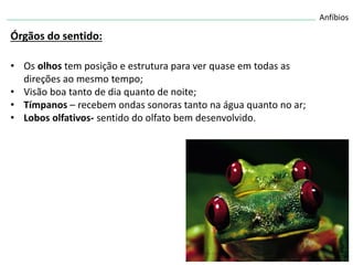 Anfíbios
Órgãos do sentido:
• Os olhos tem posição e estrutura para ver quase em todas as
direções ao mesmo tempo;
• Visão boa tanto de dia quanto de noite;
• Tímpanos – recebem ondas sonoras tanto na água quanto no ar;
• Lobos olfativos- sentido do olfato bem desenvolvido.
 