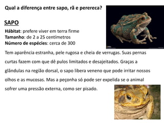 Qual a diferença entre sapo, rã e perereca?
SAPO
Hábitat: prefere viver em terra firme
Tamanho: de 2 a 25 centímetros
Número de espécies: cerca de 300
Tem aparência estranha, pele rugosa e cheia de verrugas. Suas pernas
curtas fazem com que dê pulos limitados e desajeitados. Graças a
glândulas na região dorsal, o sapo libera veneno que pode irritar nossos
olhos e as mucosas. Mas a peçonha só pode ser expelida se o animal
sofrer uma pressão externa, como ser pisado.
 