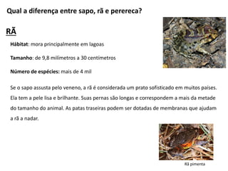 Qual a diferença entre sapo, rã e perereca?
RÃ
Hábitat: mora principalmente em lagoas
Tamanho: de 9,8 milímetros a 30 centímetros
Número de espécies: mais de 4 mil
Se o sapo assusta pelo veneno, a rã é considerada um prato sofisticado em muitos países.
Ela tem a pele lisa e brilhante. Suas pernas são longas e correspondem a mais da metade
do tamanho do animal. As patas traseiras podem ser dotadas de membranas que ajudam
a rã a nadar.
Rã pimenta
 