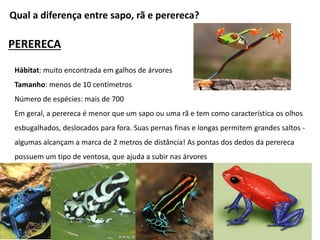 Qual a diferença entre sapo, rã e perereca?
PERERECA
Hábitat: muito encontrada em galhos de árvores
Tamanho: menos de 10 centímetros
Número de espécies: mais de 700
Em geral, a perereca é menor que um sapo ou uma rã e tem como característica os olhos
esbugalhados, deslocados para fora. Suas pernas finas e longas permitem grandes saltos -
algumas alcançam a marca de 2 metros de distância! As pontas dos dedos da perereca
possuem um tipo de ventosa, que ajuda a subir nas árvores
 