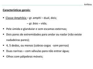 Anfíbios
Características gerais:
 Classe Amphibia – gr. amphi – dual, dois;
– gr. bios – vida;
 Pele úmida e glandular e sem escamas externas;
 Dois pares de extremidades para andar ou nadar (não existe
nadadeiras pares);
 4, 5 dedos, ou menos (cobras-cegas -sem pernas)
 Duas narinas – com válvulas para não entrar água;
 Olhos com pálpebras móveis;
 