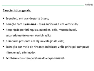 Anfíbios
Características gerais:
 Esqueleto em grande parte ósseo;
 Coração com 3 câmaras – duas aurículas e um ventrículo;
 Respiração por brânquias, pulmões, pele, mucosa bucal,
separadamente ou em combinação;
 Brânquias presente em algum estágio da vida;
 Excreção por meio de rins mesonéfricos; uréia principal composto
nitrogenado eliminado;
 Ectotérmicos – temperatura do corpo variável.
 