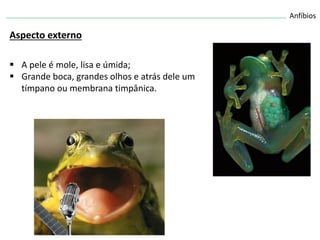 Anfíbios
Aspecto externo
 A pele é mole, lisa e úmida;
 Grande boca, grandes olhos e atrás dele um
tímpano ou membrana timpânica.
 