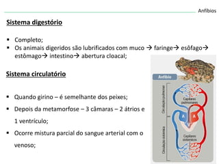Anfíbios
Sistema digestório
 Completo;
 Os animais digeridos são lubrificados com muco  faringe esôfago
estômago intestino abertura cloacal;
Sistema circulatório
 Quando girino – é semelhante dos peixes;
 Depois da metamorfose – 3 câmaras – 2 átrios e
1 ventrículo;
 Ocorre mistura parcial do sangue arterial com o
venoso;
 
