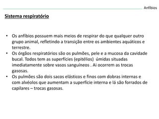 Anfíbios
Sistema respiratório
• Os anfíbios possuem mais meios de respirar do que qualquer outro
grupo animal, refletindo a transição entre os ambientes aquáticos e
terrestre.
• Os órgãos respiratórios são os pulmões, pele e a mucosa da cavidade
bucal. Todos tem as superfícies (epitélios) úmidas situadas
imediatamente sobre vasos sanguíneos . Ai ocorrem as trocas
gasosas.
• Os pulmões são dois sacos elásticos e finos com dobras internas e
com alvéolos que aumentam a superfície interna e lá são forrados de
capilares – trocas gasosas.
 