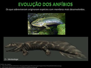 Os que sobreviveram originaram espécies com membros mais desenvolvidos.
Créditos das imagens:
1 – http://news.medill.northwestern.edu/uploadedImages/News/Chicago/Images/Urban/Tiktaalik%201%20resized.jpg
2 – http://www.3dartistonline.com/users/698/thm1024/ventastega.jpg
1 – Tiktaalik
2 – Ventastega
 