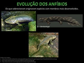 Os que sobreviveram originaram espécies com membros mais desenvolvidos.
Créditos das imagens:
1 – http://news.medill.northwestern.edu/uploadedImages/News/Chicago/Images/Urban/Tiktaalik%201%20resized.jpg
2 – http://www.3dartistonline.com/users/698/thm1024/ventastega.jpg
3 – http://www.dinocasts.com/images/products/Ichtyostega%281%29.jpg
1 – Tiktaalik
2 – Ventastega
3 – Ichthyostega
 