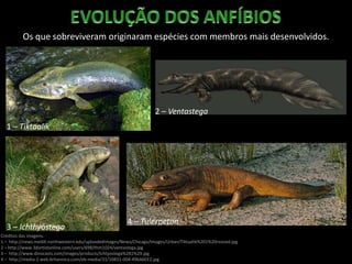 Os que sobreviveram originaram espécies com membros mais desenvolvidos.
Créditos das imagens:
1 – http://news.medill.northwestern.edu/uploadedImages/News/Chicago/Images/Urban/Tiktaalik%201%20resized.jpg
2 – http://www.3dartistonline.com/users/698/thm1024/ventastega.jpg
3 – http://www.dinocasts.com/images/products/Ichtyostega%281%29.jpg
4 – http://media-2.web.britannica.com/eb-media/31/10831-004-496A6EE2.jpg
1 – Tiktaalik
2 – Ventastega
3 – Ichthyostega
4 – Tulerpeton
 