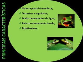  Maioria possui 4 membros;
 Terrestres e aquáticos;
 Muito dependentes de água;
 Pele constantemente úmida;
 Ectotérmicos;
 